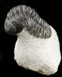 Detailed Phacops Trilobite - Morocco #46717-2
